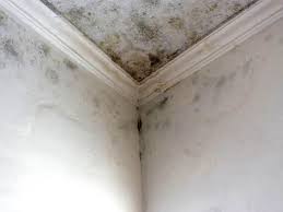 Best Emergency Mold Remediation  in Union, OR